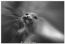 Playing seal by Gino Symus 